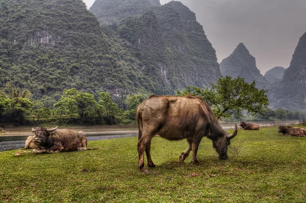 Pasture meadows in rural China, red cows graze in Guangxi. — Stock Photo, Image