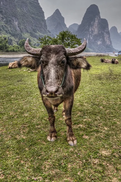 Stádo dobytka pasoucí se Li-ťiang, Kuang-si, Čína. — Stock fotografie