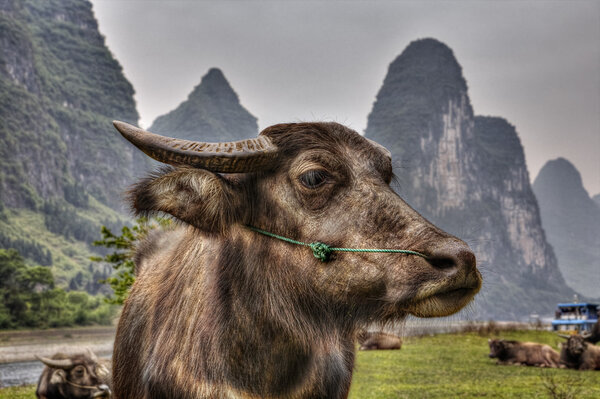 Close-up portrait of reddish cows grazing in pasture, Li river.