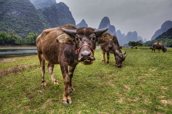Vee in Zuid-China, koeien grazen op de weide in Guangxi. Stockfoto
