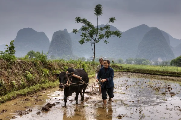 Man och kvinna plöjde risfält, med buffel, Guangxi, Kina. — Stockfoto