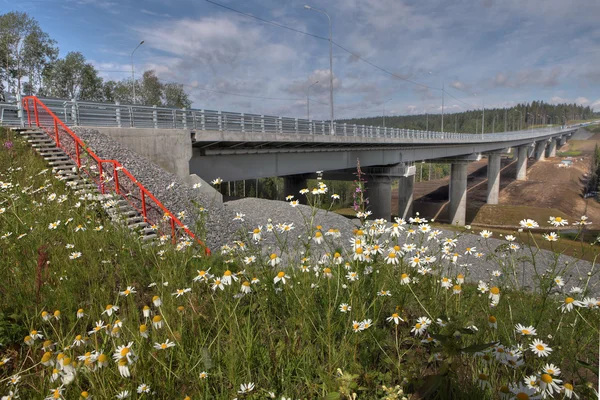 在森林路的新的高速桥梁附近的草甸的野花. — 图库照片