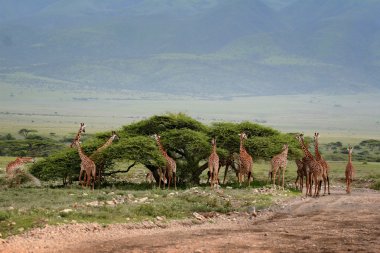 African scenery with a group of giraffes grazing. clipart