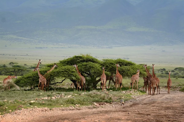 Afrikaanse landschap met een groep van giraffen grazen. — Stockfoto