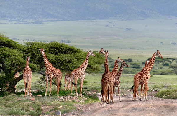 Herd wild herbivorous cloven-hoofed animals, giraffes African  savannah.