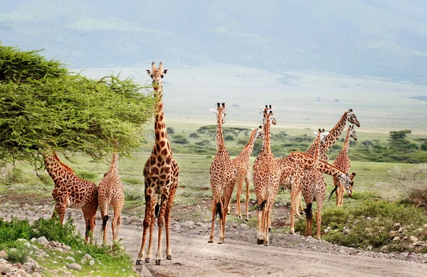 Wilde dieren van Afrika, kudde van giraffen kruising de weg. — Stockfoto