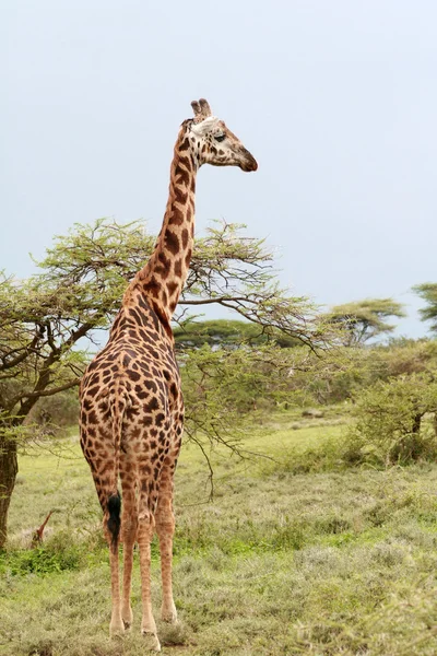 Magányos zsiráf a legeltetés a bokrok, Serengeti Reserve, Tansania afrikai szavanna. — Stock Fotó