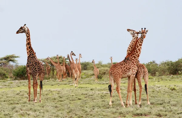 Molte giraffe pascolano nel cespuglio africano, Riserva del Serengeti, Tansania . — Foto Stock