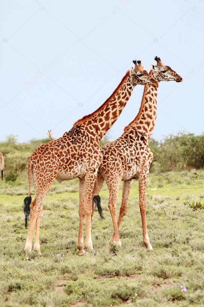 Pair giraffes in the African savannah on background bushes.
