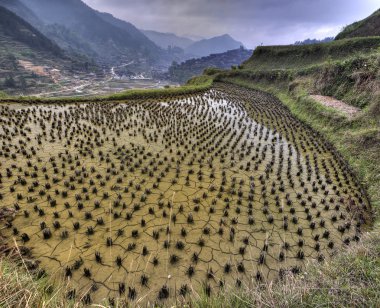 flooded rice fields in china, Xijiang miao village, Guizhou Prov