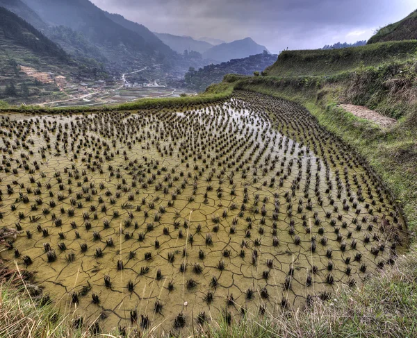 flooded rice fields in china, Xijiang miao village, Guizhou Prov