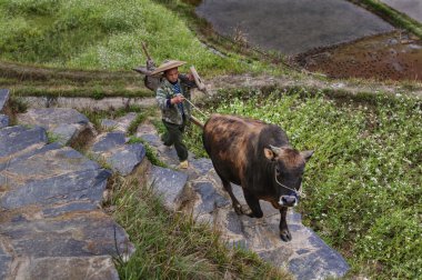 Asian farmer holding a bridle brown bull, climbing uphill.
