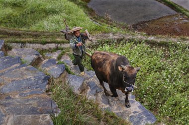 Asian farmer holding a bridle brown bull, climbing uphill. clipart