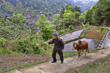Chinese farmer rises up mountain path, holding reins red buffalo