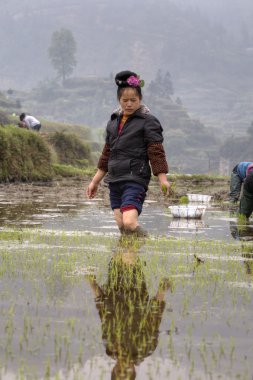 Köylü kadın ayak bileği-derin çamur, orta ricefield ayakta.