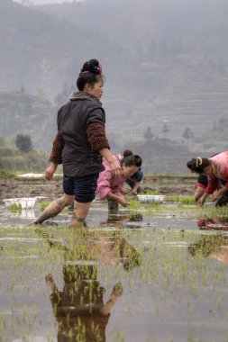 Ricefield fidan dikim Asyalı kız çiftçilerin pirinç dikim çalışma,.