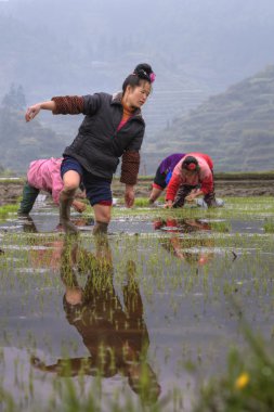 Çinli çiftçi kız çıplak ayakla paddy alanının çamur yürür.