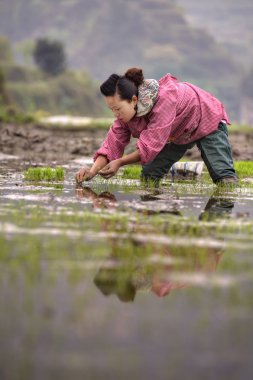 Chinese  peasant woman planting rice seedlings in flooded rice field. clipart