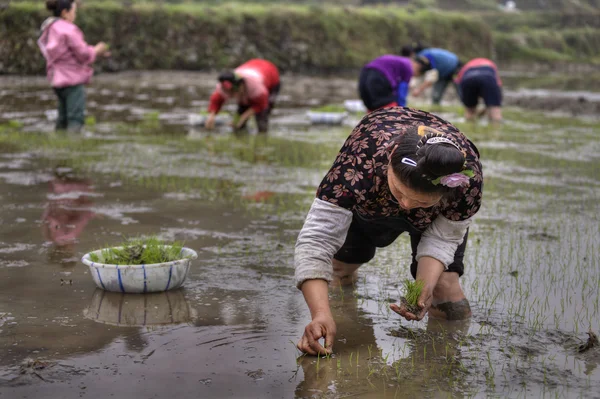 Trabajo agrícola, mujeres asiáticas trasplante de plántulas de arroz en ru — Foto de Stock