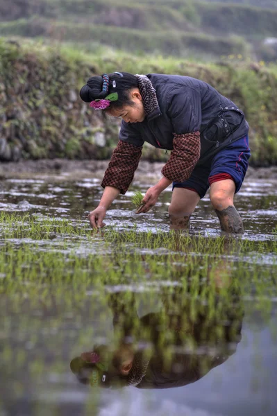 Čínský farmář dívka Transplanting rýže sazenice do rýže Paddy. — Stock fotografie