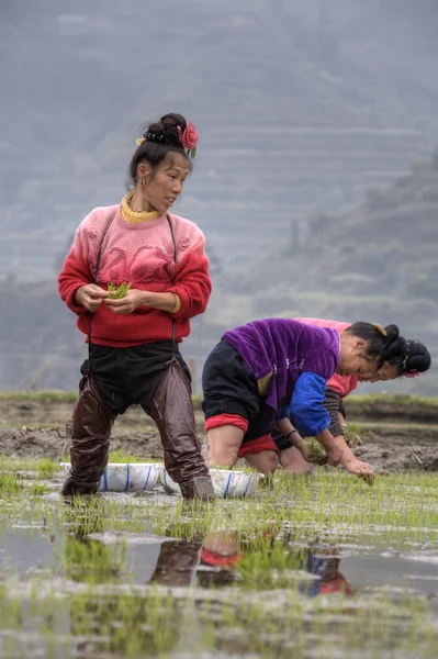 Chłop azjatyckich kobiet zajęty z początku ryżu przeszczepione sadzonki w Chinach. — Zdjęcie stockowe