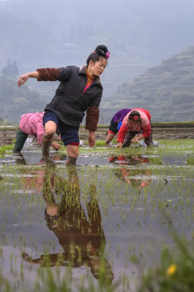 Chinês agricultor menina caminha descalço através de lama de paddy campo . — Fotografia de Stock