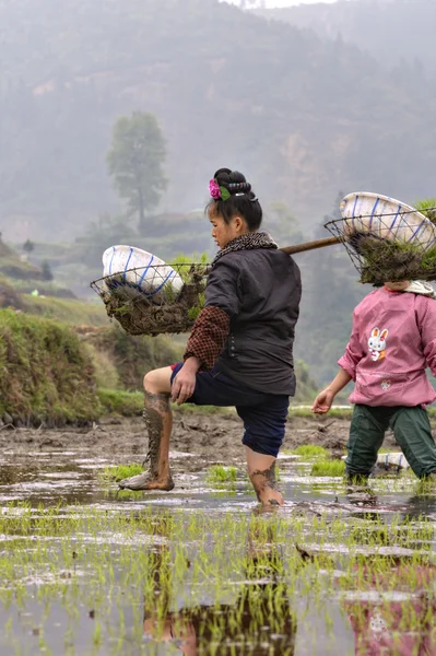 Mulher camponesa chinesa caminha descalça através da lama dos campos de arroz . — Fotografia de Stock