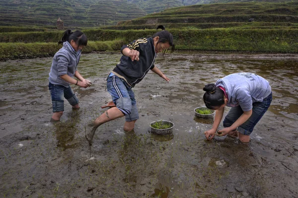 Três menina adolescente asiática ocupada plantando arroz no campo de arroz . — Fotografia de Stock