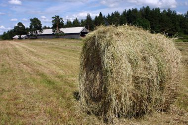 Haymaking güneşli yaz günü, saman taze biçilmis sahada rulo.