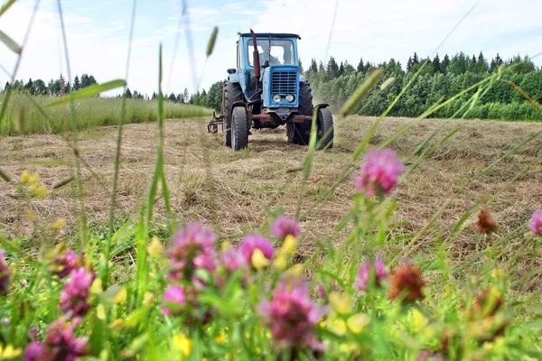 Свежескошенная трава высушивается на скошенном лугу, сельскохозяйственный трактор . — стоковое фото
