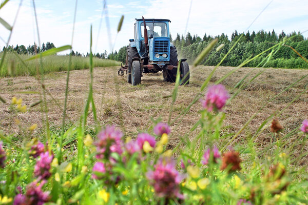 Freshly cut grass is dried on mown meadow, farm tractor.