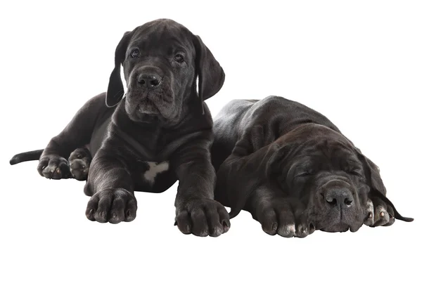 Dos cachorros negros Great Dane, plano de estudio, aislados en blanco . — Foto de Stock