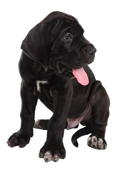 One black Danish Hound puppy, studio shot, isolated on white. — Stock Photo, Image