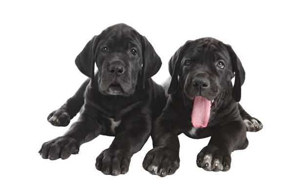 Deux chiots danois noirs de chien, plan studio, isolé sur blanc . — Photo