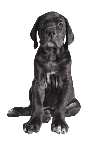 Un cachorro mastín alemán negro sobre fondo blanco — Foto de Stock