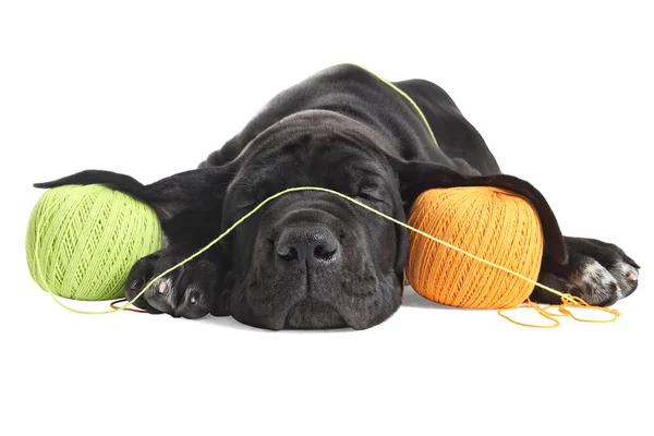 Vermoeide puppy dog zwart slaapt over gekleurde threads ballen. — Stockfoto