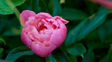Bahçe şakayığı. Yeşillikte pembe şakayık tomurcuğu. Bahçe işleri konsepti. Sokaktaki şakayık çalılar