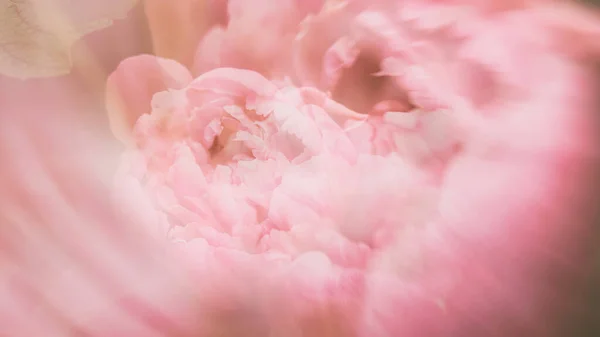 Floral pink background, peony flower. Abstraction. The picture is out of focus