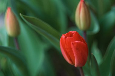 Çiçek lalelerinin arka planı. Kırmızı lalelerin ve güneş ışığının güzel manzarası. kırmızı laleler.