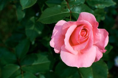 Gül bahçesi. Yeşil yapraklardan oluşan bir arka planda pembe tomurcuk.
