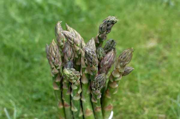 Asparagus Stalks Asparagus Stalk Heads Green Natural Background — Stock Photo, Image