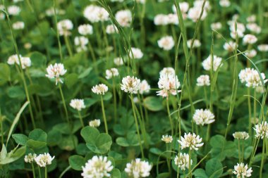Beyaz yonca tarlası. Kokulu yonca çiçekleri. Yazın beyaz-yeşil çimenler. Seçici odak.