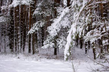 Kış ormanı Ön planda karla kaplı köknar dalı. Arka planda soğuk bir kış gününde ağaç gövdeleri var. Bir dala seçici odaklanma
