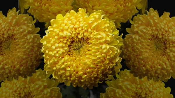 黄色の菊の装飾的な背景 — ストック写真
