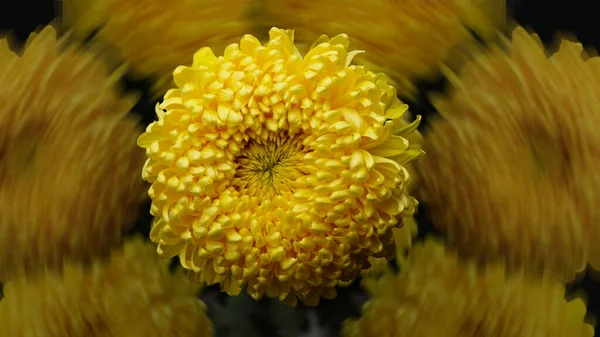 Gelbe Chrysanthemenblüte Auf Verschwommenem Hintergrund — Stockfoto