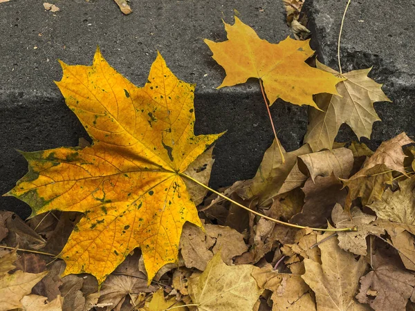 Autumn Composition Fallen Maple Leaves — Stock Photo, Image