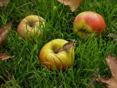 Elma ve akçaağaç yaprakları çimlerin üzerinde