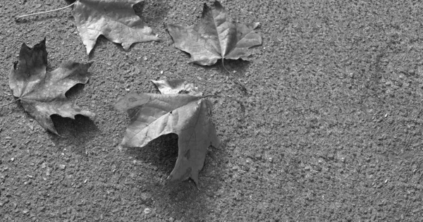 Maple Leaves Pavement — Stock Photo, Image