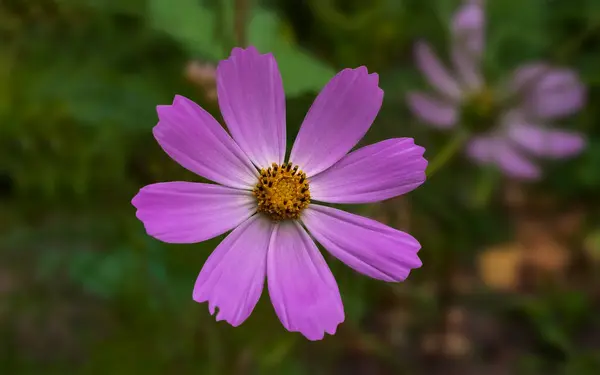 Rózsaszín Kozmosz Virág Egy Sötét Zöld Háttér — Stock Fotó