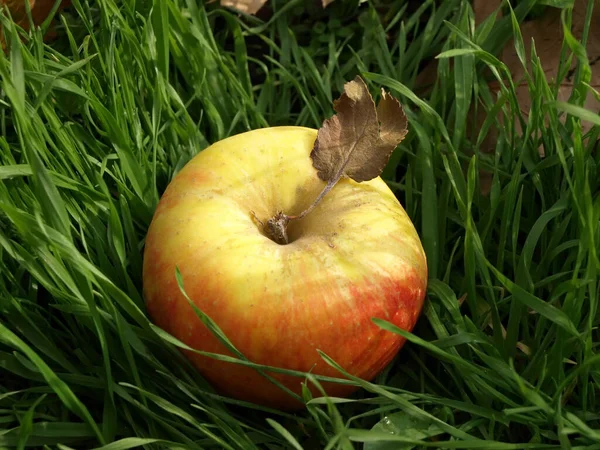 Червоне Яблуко Зеленій Траві — стокове фото